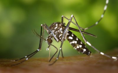 Protégete de los mosquitos: Tus Farmacéuticas te explicamos cómo