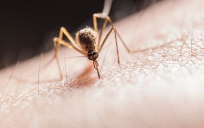 Llega la temporada de…¡¡¡MOSQUITOS!!